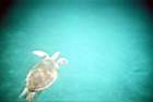 86-tortue qui va prendre son bol d'air frais.JPG